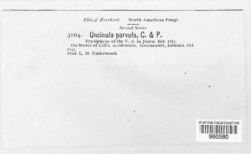Uncinula parvula image